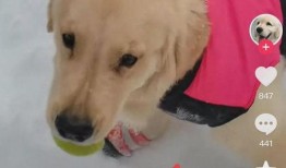 冬瓜宠物爆料视频大全集,视频大全集精彩瞬间回顾