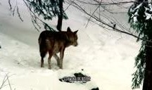 猎杀咕噜在线观看,惊心动魄的冒险之旅