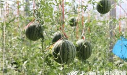 51吃瓜最新免费,揭秘娱乐圈最新热点，免费畅享独家资讯！