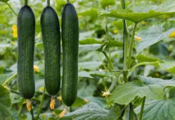 暗料网免费吃瓜,揭秘娱乐圈幕后真相