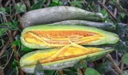 大城网红吃瓜,揭秘网络红人背后的故事