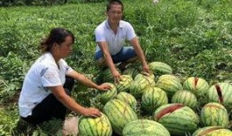 利川网红吃瓜事件,揭秘网络舆论背后的真相与反思