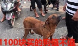 《花母狗》在线观看,温情治愈，母爱如歌的感人故事